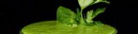green detox